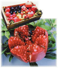 ������W���[�X