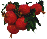 ������W���[�X